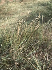 Elymus athericus