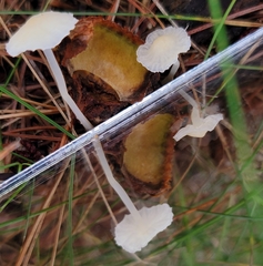 Delicatula integrella