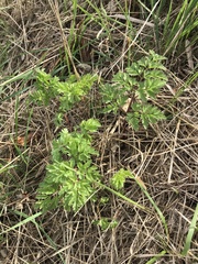 Anthriscus sylvestris