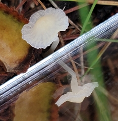Delicatula integrella