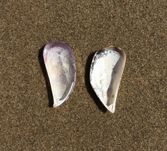 Septifer bilocularis