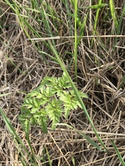 Anthriscus sylvestris