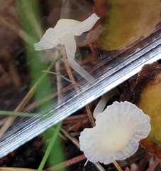 Delicatula integrella