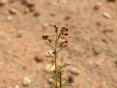 Cleome violacea