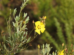 Cistus halimifolius