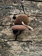 Simocybe
