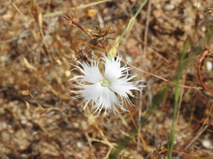 Dianthus broteri