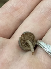 Simocybe