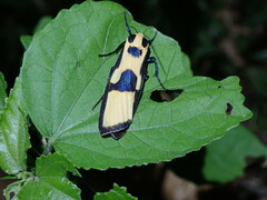 Chrysaeglia magnifica