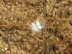 Dianthus broteri