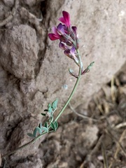 Hedysarum minussinense