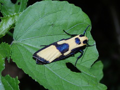 Chrysaeglia magnifica