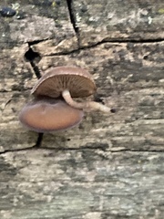 Simocybe