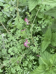 Fumaria officinalis