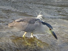 Nycticorax nycticorax