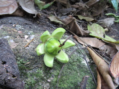 Duabanga grandiflora