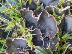 Peltigera praetextata