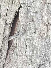 Anolis lineatopus