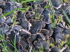 Peltigera praetextata