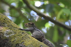 Funambulus tristriatus