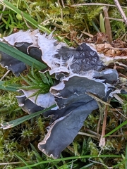Peltigera praetextata