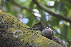 Funambulus tristriatus