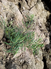 Vincetoxicum sibiricum