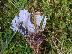 Peltigera praetextata