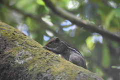 Funambulus tristriatus