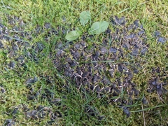 Peltigera praetextata