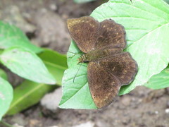 Carcharodini