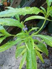 Verbenaceae