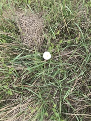 Convolvulus arvensis