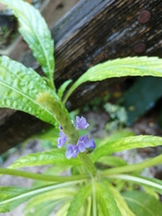 Verbenaceae