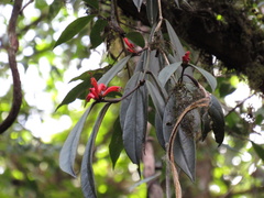 Aeschynanthus