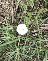 Convolvulus arvensis