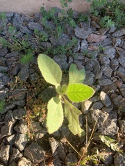 Verbascum