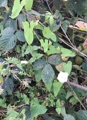 Convolvulus arvensis