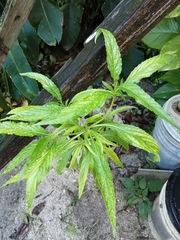 Verbenaceae