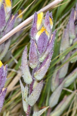 Chloropyron maritimum canescens