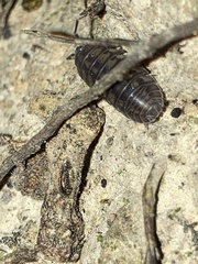 Armadillidium nasatum