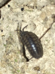 Armadillidium nasatum