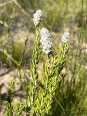 Phylica spicata