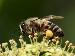 Apis mellifera