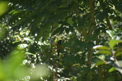 Dendrocitta vagabunda