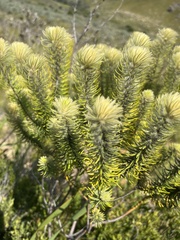 Phylica plumosa