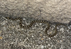 Zamenis scalaris