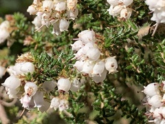 Erica scabriuscula