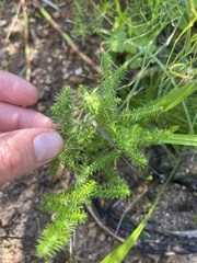 Seriphium cinereum