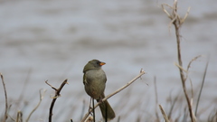 Embernagra platensis